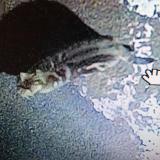 Picture of cat found at Epinal