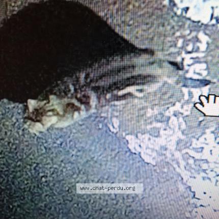 Photo 1/1 Found cat Found in Epinal