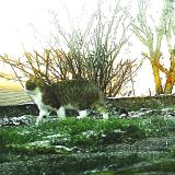 Picture of cat found at Epinal