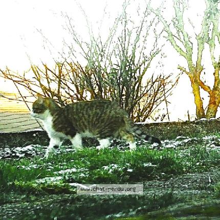 Photo 1/1 Found cat Found in Epinal