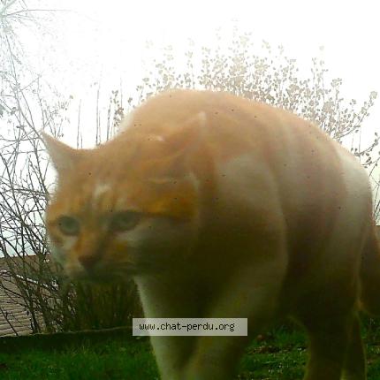 Photo 1/1 Found cat Found in Epinal