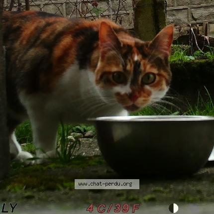 Photo 1/1 Found cat Found in Epinal