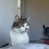 Picture of cat lost at Tournai