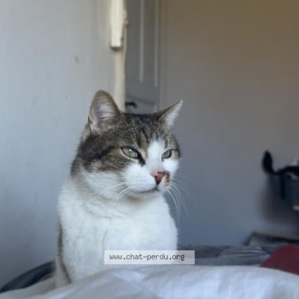 Photo 1/1 Ch&eacute;ri Chat lost in Tournai