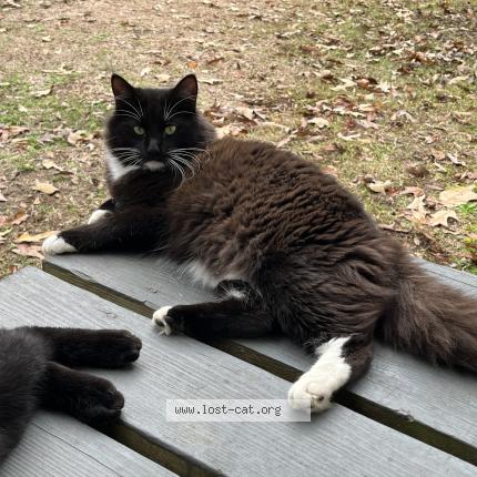 Photo 1/1 Boots Chat lost in Moss point