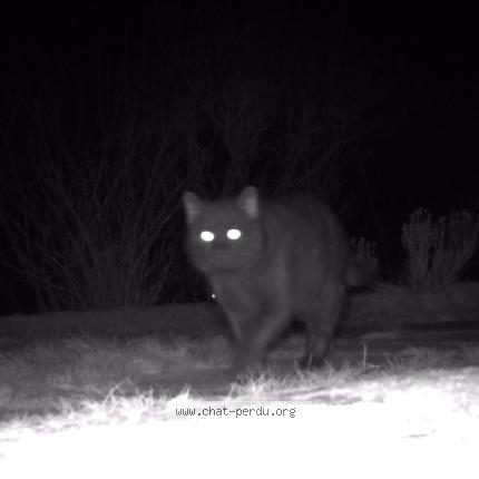 Photo 1/1 Found cat Found in Epinal