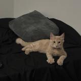 Picture of cat lost at Marrieta