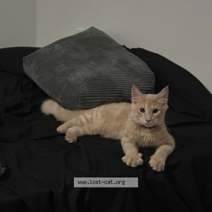 Photo 1/1 Lim&oacute;n Chat lost in Marrieta