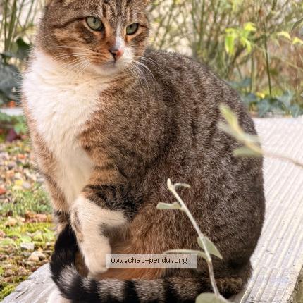 Photo 1/1 Found cat Found in Paris