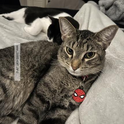 Picture of cat lost at Litchfield Park