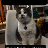 Picture of cat lost at Vancouver