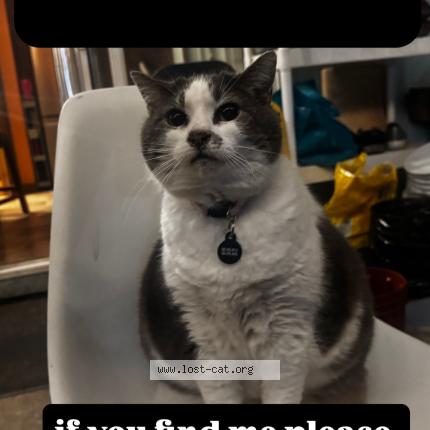 Photo 1/1 Matilda Chat lost in Vancouver