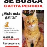 Picture of cat lost at Tegucigalpa
