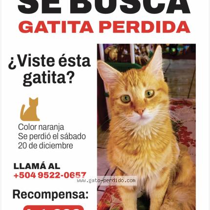 Photo 1/1 Coquette Chat lost in Tegucigalpa