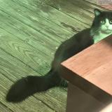 Picture of cat found at Bryantcat