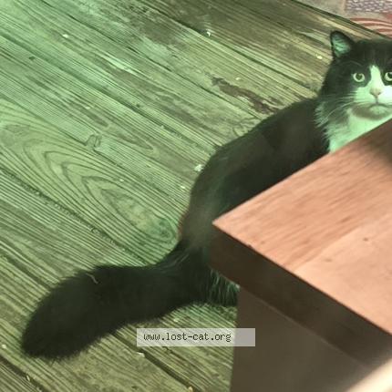 Photo 4/5 Found cat Found in Bryantcat