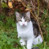 Picture of cat lost at Chatillon Sur Chalaronne