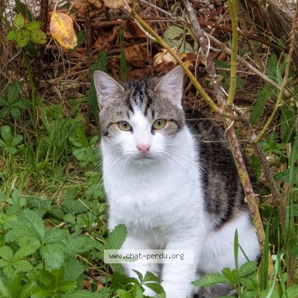 Photo 1/1 Tichat Chat lost in Chatillon sur chalaronne