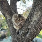 Picture of cat lost at Bouliac