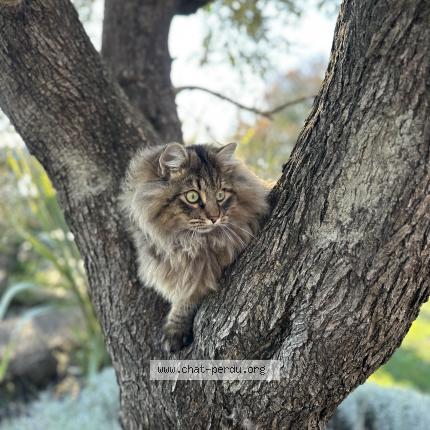 Photo 1/1 Roméo Chat lost in Bouliac