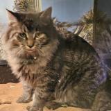 Picture of cat lost at Fort Cavazos