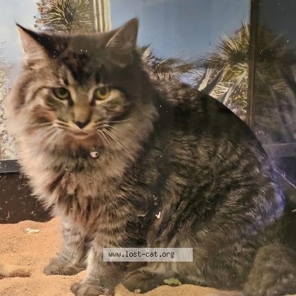 Photo 1/1 Ducey Chat lost in Fort cavazos