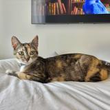 Picture of cat lost at Saint Andre De Cubzac