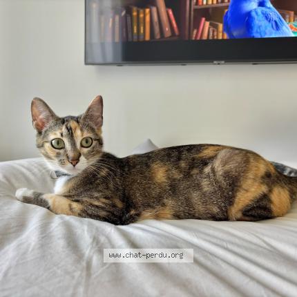 Photo 1/1 Moon Chat lost in Saint andre de cubzac