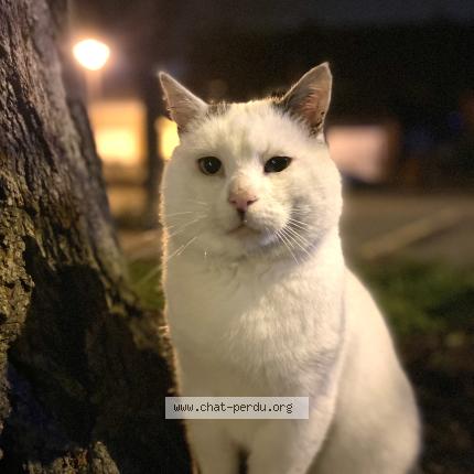 Photo 1/2 Nounours Chat lost in Flers en escrebieux