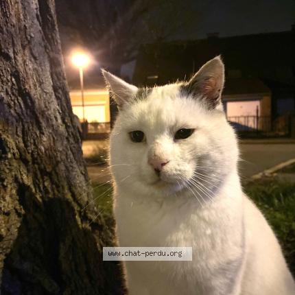 Photo 2/2 Nounours Chat lost in Flers en escrebieux