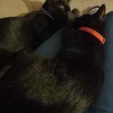 Picture of cat lost at Dijon