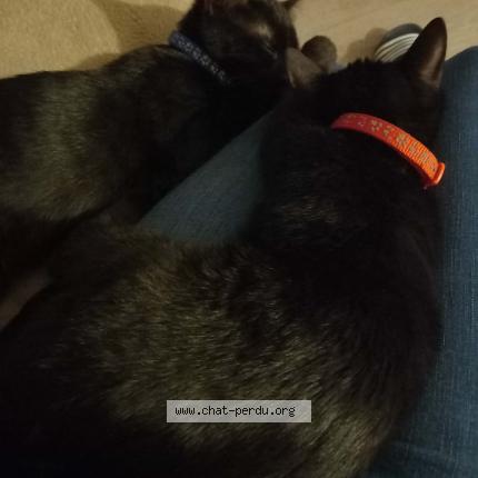 Photo 1/1 Célèste Chat lost in Dijon