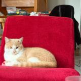 Picture of cat lost at Soudan