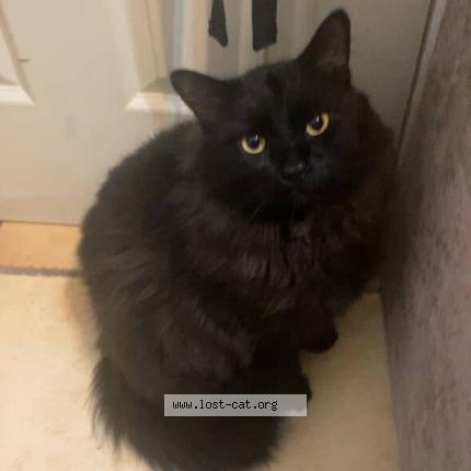 Photo 1/1 Harley Chat lost in Reno nv