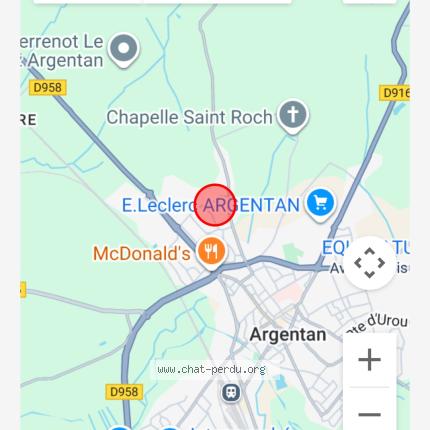 Photo 1/1 Found cat Found in Argentan