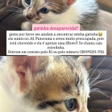 Picture of cat lost at Montes Claros