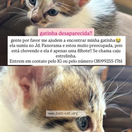 Photo 1/1 Estrelinha Chat lost in Montes claros