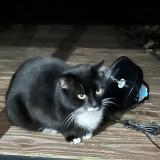 Picture of cat found at Le Pellerin