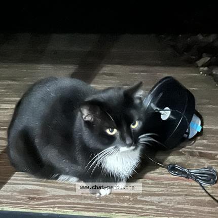 Photo 1/1 Found cat Found in Le pellerin