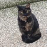 Picture of cat found at Ales