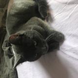 Picture of cat found at Saint Sulpice Les Feuilles