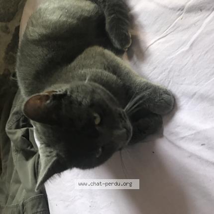Photo 1/1 Cat reunited Found in Saint sulpice les feuilles