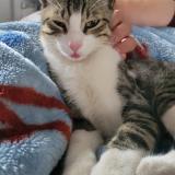 Picture of cat lost at Perpignan