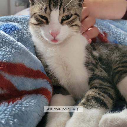 Photo 1/1 Saï Chat lost in Perpignan