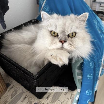 Photo 1/1 Riade Chat lost in Colmar