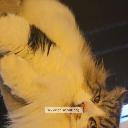 Photo 1/1 Tom Chat lost in Coudekerque branche