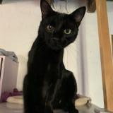 Picture of cat lost at Mortroux