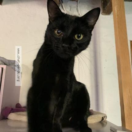 Photo 1/1 Ariel Chat lost in Mortroux