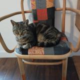 Picture of cat lost at Brest