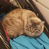 Picture of cat lost at Oree D Anjou